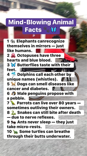 #AnimalFacts #MindBlowingFacts #WildlifeWonder #NatureSecrets #DidYouKnow #AnimalReel #ScienceReel #WildWorld #AmazingAnimals #FunFacts | Lakwatserong Magsasaka