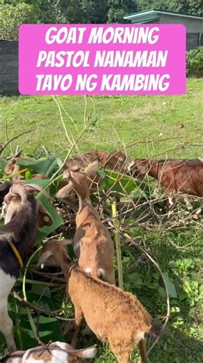 GOAT FARMING IN THE PHILIPPINES ||PASTOL NANAMAN TAYO NG KAMBING EVERYDAY ROUTINE#goat#goatfarming