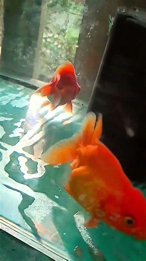 Gold Fish #goldfish #fish #pet #music #song