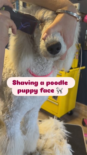 Shaving a poodle puppies face is something that requires confident handling and a very steady hand. Perseverance and consistency. Puppies wiggle and squirm while they do everything including being cuddled so it’s not upsetting to this puppy that her face is being shaved despite her moving away. I am holding her firmly and she is irritated and unsure about the new handling and the noise and feeling of the clippers but this puppy is well below threshold and not scared here. I show heaps of content