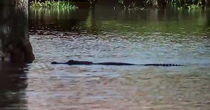 Reporter spots alligator swimming in Orlando floodwaters after Ian