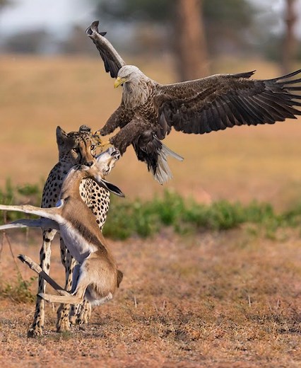 4.9K views · 68 reactions | 19 Terrifying Actions Of Animals Challenging To Attack Other Animals Violently Captured On Camera vs | Best Video | Facebook