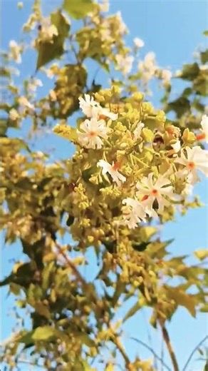 beautiful flower 💐🌺 and #cute #flowers #shortvideo