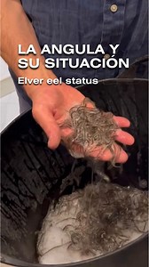 LA ANGULA Y SU SITUACIÓN CRÍTICA ⚠️ El ciclo de vida de la anguila europea (Anguilla anguilla) es uno de los más espectaculares de todo el mundo animal. Realiza migraciones de miles de kilómetros para llegar al Mar de los Sargazos, el único mar del planeta que no tiene costa, donde desova. Hoy en día, aún se desconoce como es su copulación, se lleva a cabo a gran profundidad y nunca se ha observado. Lamentablemente, esta especie que se consume en edad adulta (anguila) y alevín (angula), se encue