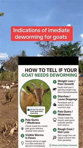Worm infestation is one of the silent profit killers in goat farming. Many farmers lose goats not because of lack of feed, but because they miss the early signs of internal parasites. Knowing when your goat needs deworming can save lives, reduce costs, and improve growth and productivity. Watch out for these common signs: • Weight loss despite good feeding • Dull coat and rough hair • Pale eyelids (sign of anemia) • Diarrhea or dirty tail • Weakness and slow growth • Swollen jaw (bottle jaw) Reg