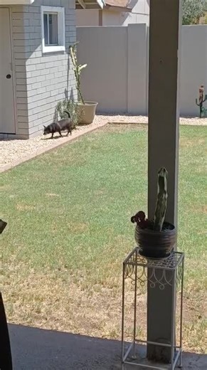Dogs Love Chasing Pigeons Away From Backyard