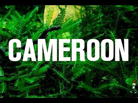 CAMEROON MOSS Rare Moss Spotlight, No CO2, No Ferts, Easy Aquarium Plant, Nano Tank, Aquarium Shrimp
