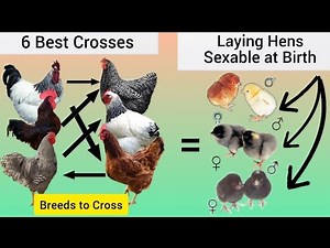 The 6 Best Purebred Crosses for Sexable-at-Birth Laying Hens.