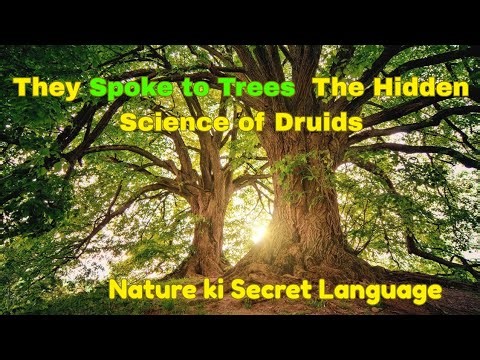 Druids & Tree Wishdom: The Ancient Knowledge Hidden in Forests ( Truth you Never Heard )