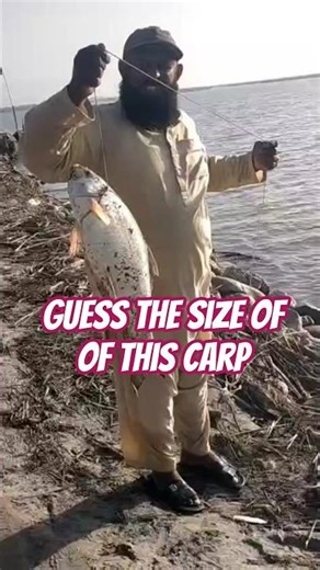 guess the size of this carp||carp fishing into the rivers