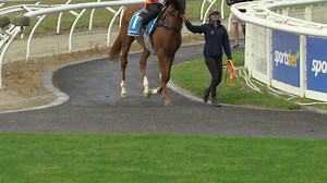 .@BenGleeson7 provides an update on I'm A Dirty Rascal & Mehzebeen after their gallops this morning at Pakenham 🙌 | Racing.com
