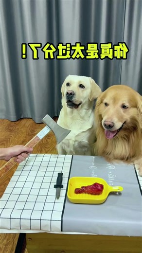 11K views · 195 reactions | Dog Why are they using real weapons now!  #dog #dogfunny #yituo #doglover | The pot ring is a Labrador | Facebook