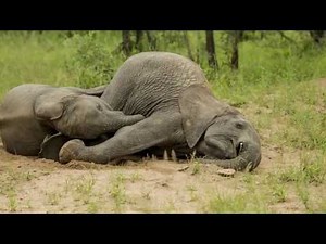 Elephants Gets Drunk After Eating Marula Fruit