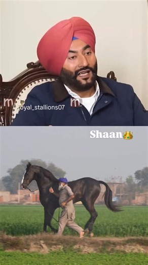 India’s Top Horses🐎🐎 on Instagram: "All India Champion Stallion Late.Shaan👑 #horse #horselover #viralreels❤️ #horsereels #champion #legend"