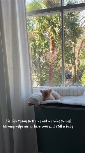 Sick Day Comfort: My Window Bed Adventure