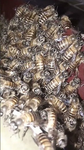 There Are 20,000 Types of Bees… Did You Know This? 🐝😳