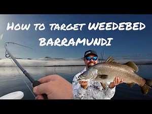 How to Target weedbed BARRAMUNDI at Peter Faust Dam