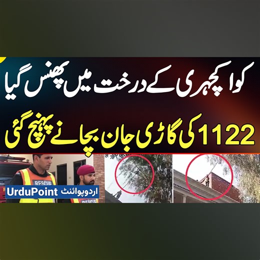 8.4K views · 117 reactions | Rescue 1122 Saves Crow Trapped In Courthouse Tree In Heartwarming Rescue Mission #Rescue1122 #CrowRescue #AnimalRescue #WildlifeRescue #Chunian | UrduPoint Videos | Facebook