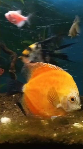 Beautiful Orange Discus Fish in Aquarium 🐟✨ | Fish Tank View
