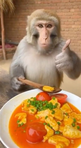 Cook Tomato Egg with Monkey Chef 🍅🥚🐒 | サルシェフのトマト卵炒め | 원숭이 셰프와 토마토 계란볶음