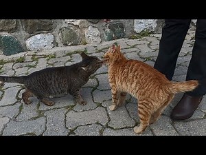 Cats kissing each other over and over are unbelievably cute