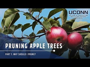 Pruning Apple Trees: Part 1 Why Should We Prune?