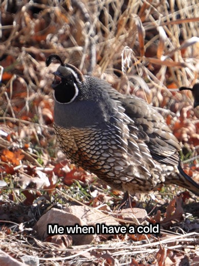 The True Cute Nature of Quails