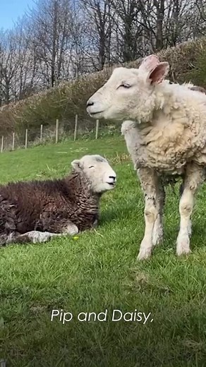 This story of Pip and Daisy is so inspiring! ✨ | Cuddle Buddies