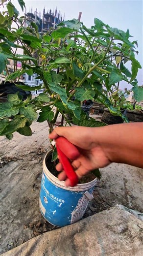 ফলন বারাতে #garden #greenlove #gardening #greenrooftop #homegardening