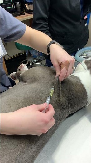 Canine Subcutaneous Injection
