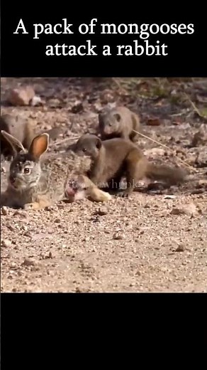 A pack of mongooses attack a rabbit | #animals #animalshorts #wildlife #nature