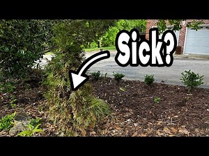 Are my emerald green arborvitae dying? Signs of tree decline
