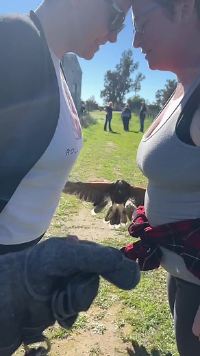 Experience Falconry in Paso Robles