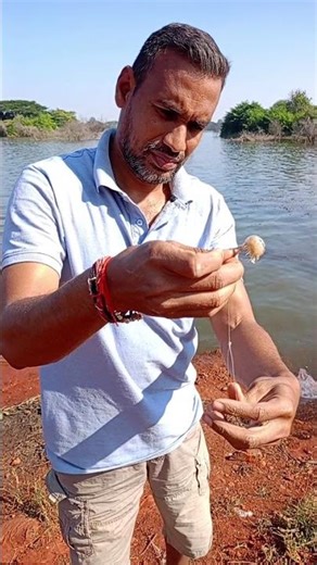 Using shrimp/ Prawn 🦐🍤 as live bait for fishing