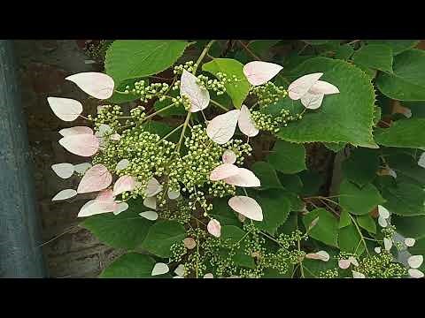HORTENSIA GRIMPANT du Japon original