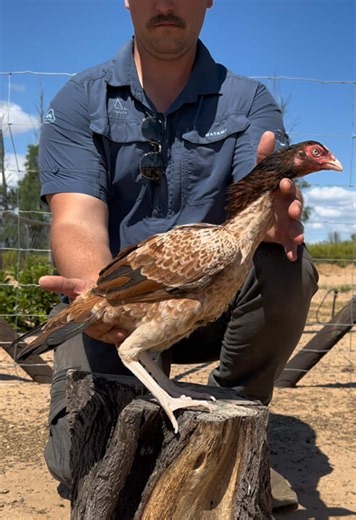 Pakistani Aseel (Aseel Murga) | Juul Gamefowl Overview