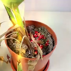 1.4K reactions · 179 shares | Do you know what happen to your plants? Is your plant healthy?樂 Use your camera to get a care plan for any plants you can find. ☘️Grow your dream plant. | Plant Parent | Facebook