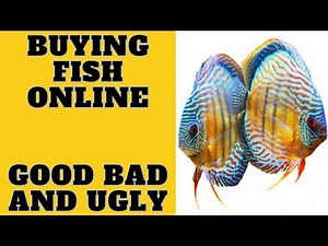 Buying Discus Fish Online