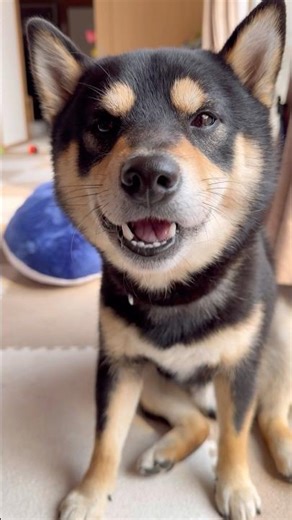 おやつASMRを披露する、まろ。#黒柴#柴犬#兄弟#多頭飼い#shiba#shibainu