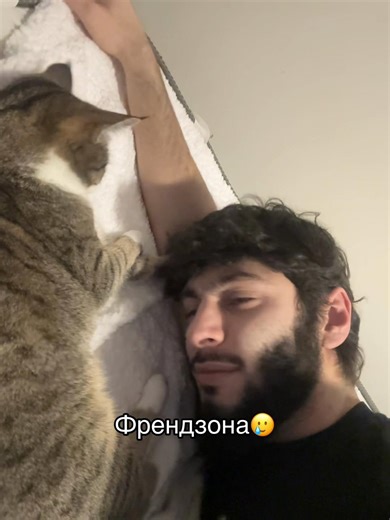 Коты в боксе: забавные моменты с Tiger