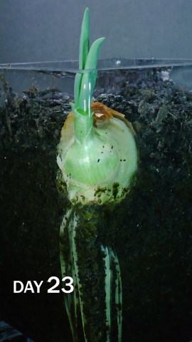 Quarter onion in soil time lapse