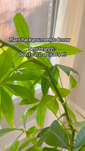 Bent branch or leaf? Don’t give up on it just yet! 🌿 I’m currently fixing a bent branch on my money tree, and this simple plant hack has worked wonders. If the damage isn’t severe, there’s a good chance it can heal with a little support. All you need is a straw, scissors, and some tape. Cut the straw lengthwise, gently open it, and use it like a splint around the bend. Secure it (not too tightly), and with time and care, that branch can bounce back completely. 💪This trick has helped me save so