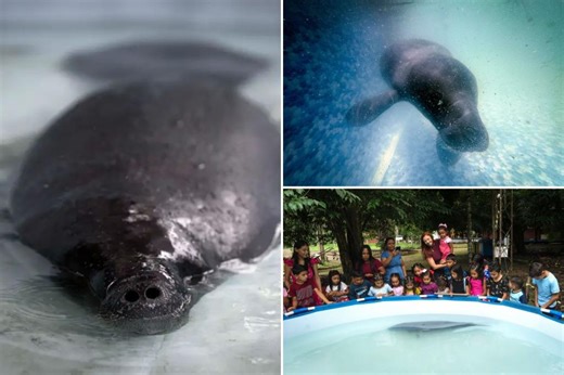 Hope floats in the Amazon as Bacuri, a young manatee, fights for survival