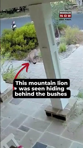 Video of a Mountain Lion Hiding in Bushes outside a House When He Sees a Human Goes Viral