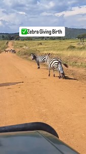 Zebra giving birth during safari | Smily Prime Safaris
