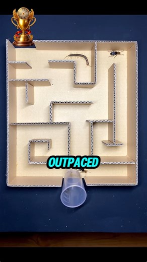 Centipede vs Beetles 🐛🔥 Who Escaped the Maze First?!📄