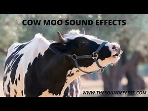 Unbelievable Cow Sound Effects Worth Hearing!