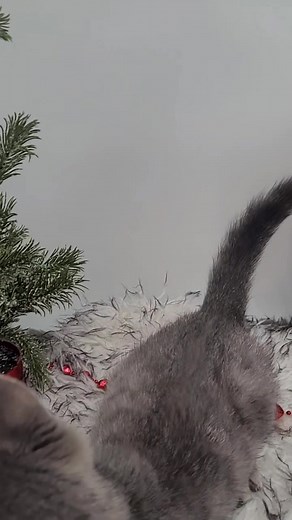 Vanity will be looking for her forever tomorrow when we open! Come see this sweet baby ❤️ YES! WE ADOPT OUT OF STATE! Sevier County Humane Society 959 Gnatty Branch Road Sevierville, Tn. 865-453-7000. www.sevierhumane.org Open Tuesday thru Saturday 12-5 . “The Little Shelter with a Big Heart” #adoptdontshop #adoptashelterpet We recommend meet and greets with dogs. LOW COST SPAY/NEUTER PROGRAM-. Our shelter is a 501C non profit and we do not receive any government funding. #catsloversworldworld💕