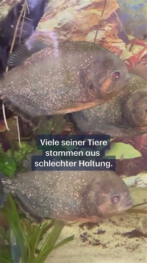 Aquaman2000 - Er rettet Tiere & lebt für sie