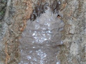 Spotted Lanternfly Leaving Egg Masses Around PA: What Residents Can Do